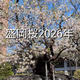 2026年盛岡桜の花吹雪も美しかった！の画像