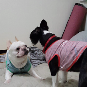 実家の犬が来ましての画像