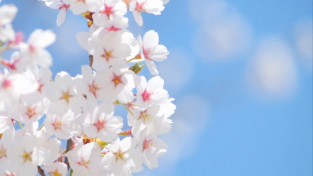 卒業の唄の記事動画