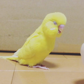 よろしく( ´Д`)の画像