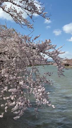 4月21日　強風の弘前公園の記事動画