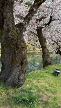 弘前公園桜の様子4月15日午前8時から11時　②の記事動画