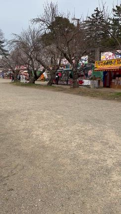 弘前公園桜の様子4月15日午前8時から11時　②の記事動画
