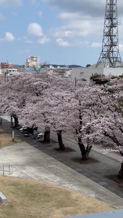十和田市　馬と桜の記事動画