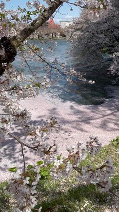 4月21日　強風の弘前公園の記事動画