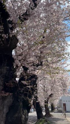 桜川の桜　再びパトロールの記事動画