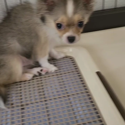 癒しでしかない存在♡の記事動画