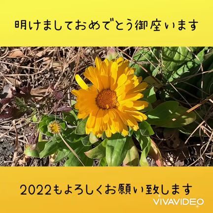 2022よろしくお願い致します！の記事動画