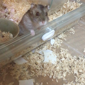 ゴテンノカイの画像