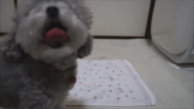 幼稚園218回目、タオル巻き巻きレッスン上手になってきたの記事動画