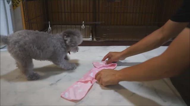 幼稚園214回目、とうとうみんな保冷剤巻き巻きの記事動画