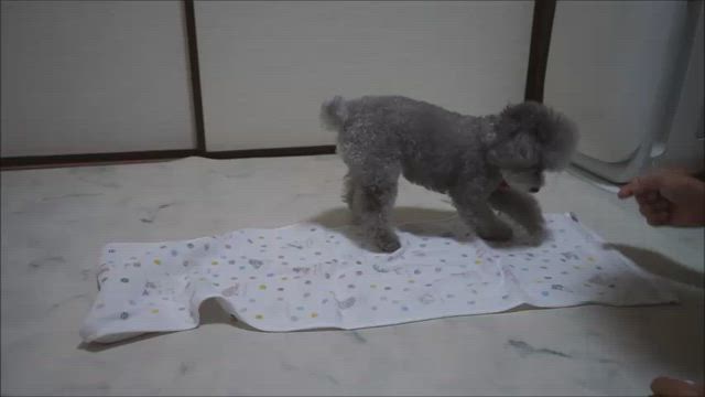幼稚園219回目、反対まわりも練習の記事動画