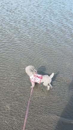 リサちゃんと海、この夏海4回目の記事動画