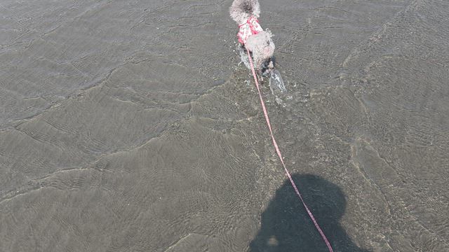 リサちゃん、この夏お初の海の記事動画