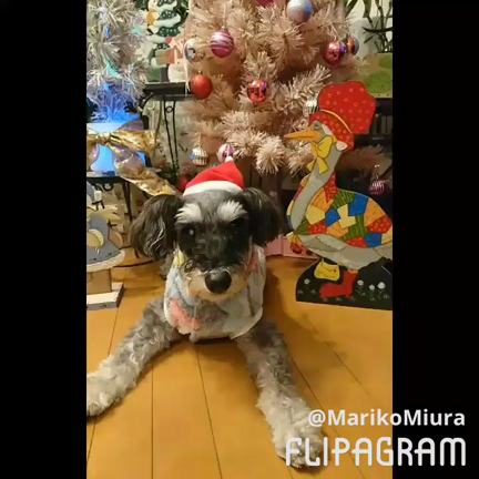 サンタに変身！の記事動画