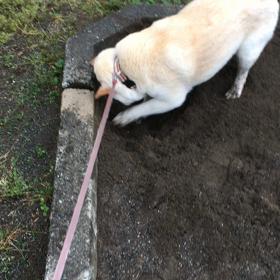 犬みたい…なすももの画像