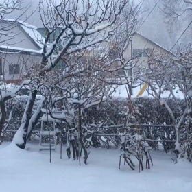 雪が我が家にもたらした事の画像