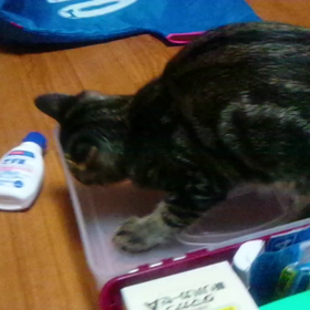 2月22日(=^ェ^=)の画像