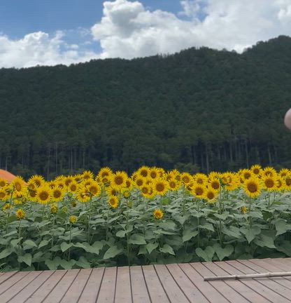 夏を彩る、ひまわりを目指しての記事動画