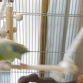 ブンブンみふねのサムネイル画像