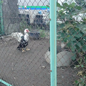 チャボとバリケン(*´ω｀*)の画像