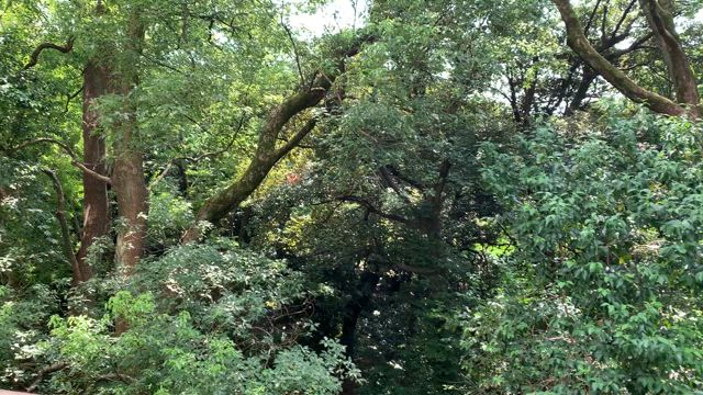 自然と共にワークを提供してますの記事動画