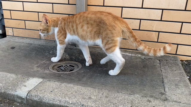 ネコたんみっけの記事動画