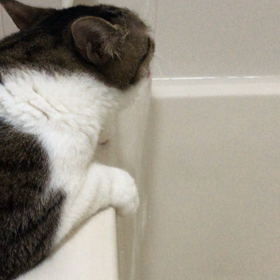 僕は猫舌じゃないよ〜の画像