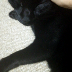 猫にかまい過ぎて・・・の画像