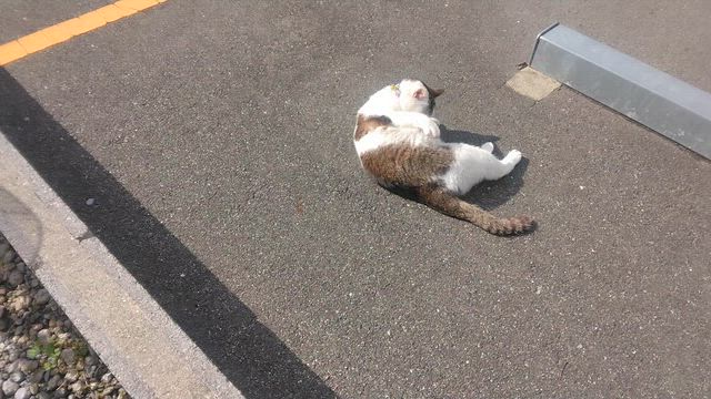チビたん とか コナモン とか お母さんはなかなかできない件の記事動画
