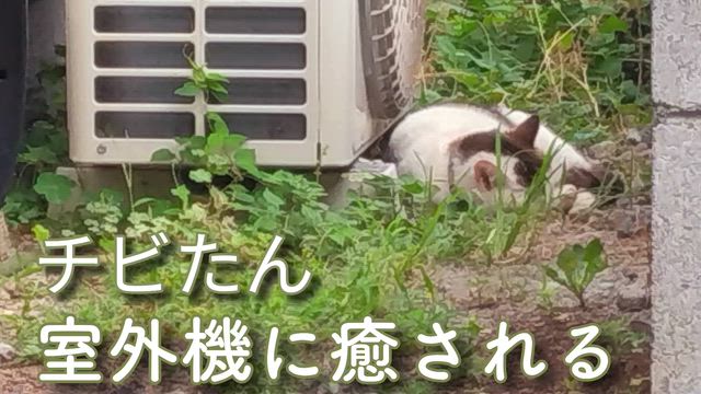 室外機がマイブームならしいですの記事動画