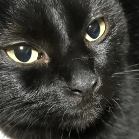猫のきもちの画像