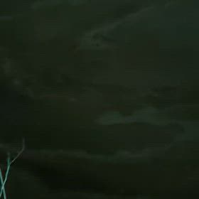 夜光虫の画像