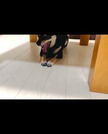 久々にフルートコラボ♡の記事動画