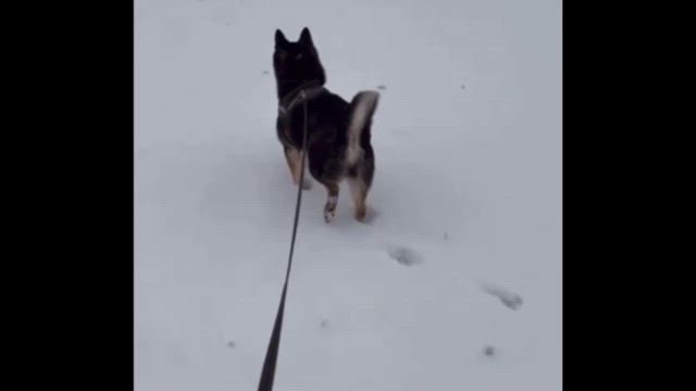 雪の一周忌の記事動画