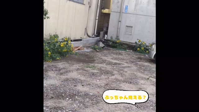 しゃべるねこ♡の記事動画