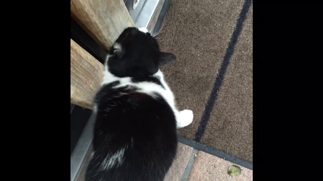 土砂降りの雨。。。そして(ﾐ・ﻌ・ﾐ)の記事動画