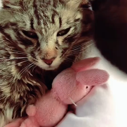 野良猫さんに幸せを☆野良猫さんとの暮らしの記事動画