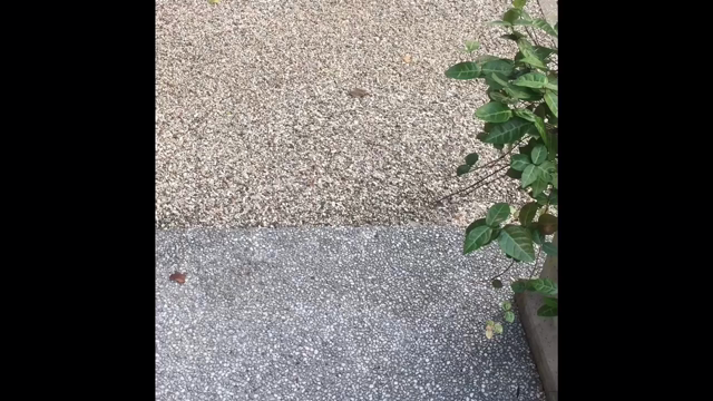 しゃべるねこ♡の記事動画