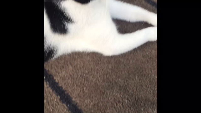 ぶっちゃんとの♡あいさつの記事動画