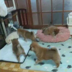 2/24産まれの柴っ子デビュー✨の画像