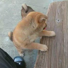 仔犬が沢山ですの画像
