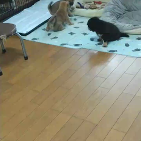 8/8産まれの柴っこデビュー✨の画像