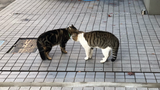 マツダヒロエです！！の記事動画