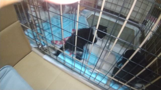 子猫達の記事動画