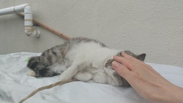 ランにて❗️の記事動画