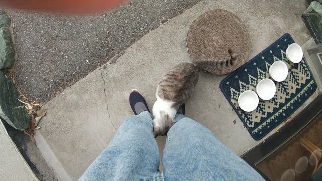 今日のスタジオランの記事動画