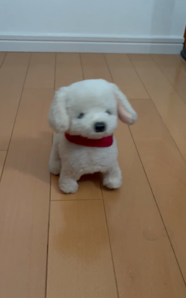 犬の受難の記事動画