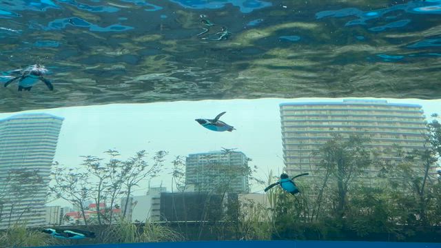 なっとく塾② 日本初の水族館プロデューサー登場✨の記事動画
