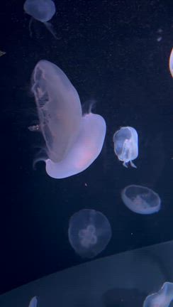 なっとく塾② 日本初の水族館プロデューサー登場✨の記事動画